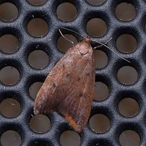 Tachystola acroxantha at Turner, ACT - 6 Sep 2024