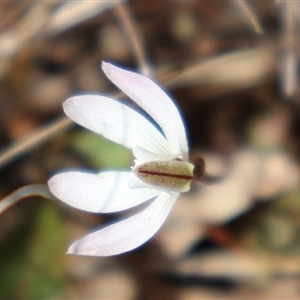 Caladenia fuscata at Bruce, ACT - 8 Sep 2024