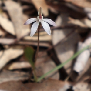 Caladenia fuscata at Bruce, ACT - 8 Sep 2024