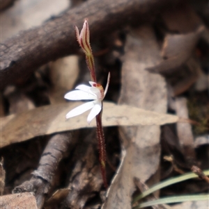 Caladenia fuscata at Bruce, ACT - 8 Sep 2024