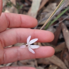 Caladenia fuscata at Bruce, ACT - 8 Sep 2024