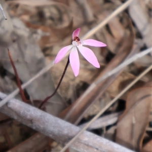 Caladenia fuscata at Bruce, ACT - 8 Sep 2024