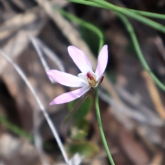 Caladenia fuscata at Bruce, ACT - suppressed