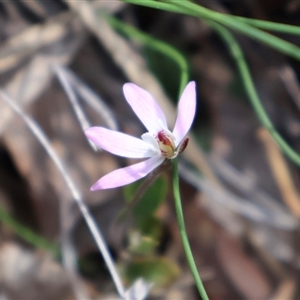 Caladenia fuscata at Bruce, ACT - 8 Sep 2024