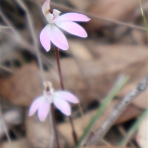 Caladenia fuscata at Bruce, ACT - 8 Sep 2024