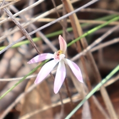 Caladenia fuscata at Bruce, ACT - suppressed