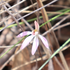 Caladenia fuscata at Bruce, ACT - 8 Sep 2024