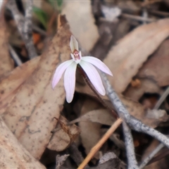 Caladenia fuscata at Bruce, ACT - suppressed