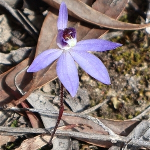 Cyanicula caerulea at Aranda, ACT - 8 Sep 2024