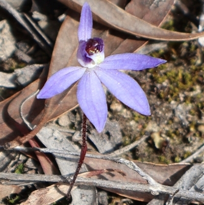 Cyanicula caerulea (Blue Fingers, Blue Fairies) at Aranda, ACT - 8 Sep 2024 by Clarel