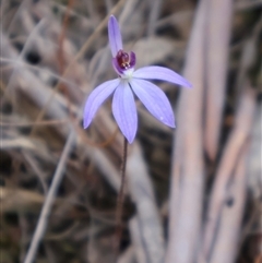 Cyanicula caerulea at Aranda, ACT - 8 Sep 2024