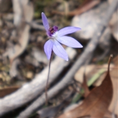 Cyanicula caerulea at Aranda, ACT - 8 Sep 2024