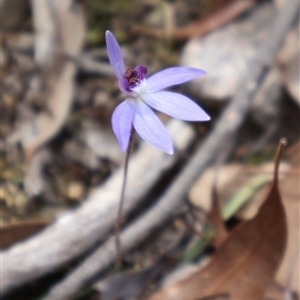 Cyanicula caerulea at Aranda, ACT - suppressed