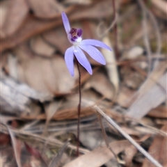 Cyanicula caerulea at Aranda, ACT - 8 Sep 2024