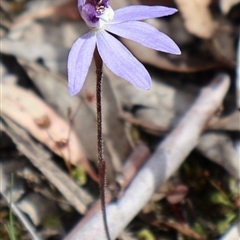 Cyanicula caerulea at Aranda, ACT - suppressed