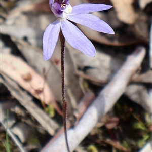 Cyanicula caerulea at Aranda, ACT - suppressed