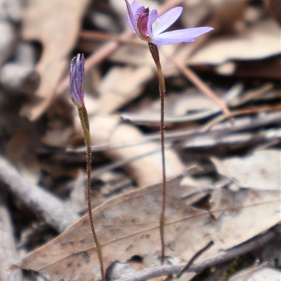 Cyanicula caerulea (Blue Fingers, Blue Fairies) at Aranda, ACT - 8 Sep 2024 by Clarel