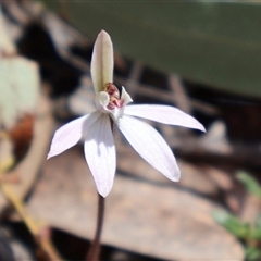 Caladenia fuscata (Dusky Fingers) at Bruce, ACT - 8 Sep 2024 by Clarel