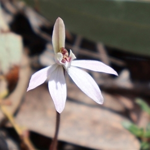 Caladenia fuscata at Bruce, ACT - 8 Sep 2024