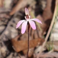 Caladenia fuscata at Bruce, ACT - 8 Sep 2024