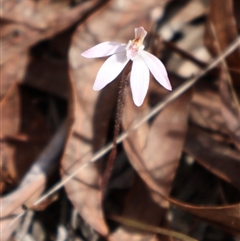 Caladenia fuscata at Bruce, ACT - 8 Sep 2024