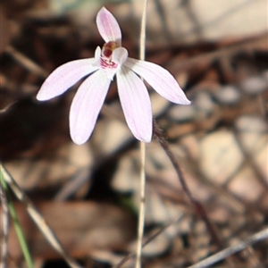 Caladenia fuscata at Bruce, ACT - 8 Sep 2024