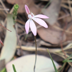 Caladenia fuscata at Bruce, ACT - 8 Sep 2024