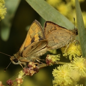 Ocybadistes walkeri at Higgins, ACT - 3 Sep 2024