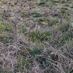 Synoicus ypsilophorus (Brown Quail) at Lawson, ACT - 10 Sep 2024 by mroseby