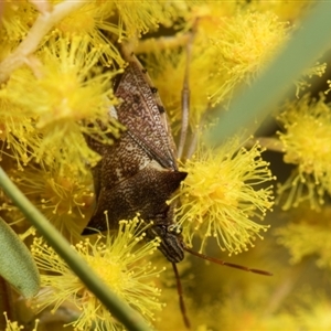 Oechalia schellenbergii at Higgins, ACT - 3 Sep 2024 03:58 PM