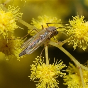 Chironomidae (family) at Higgins, ACT - 10 Sep 2024