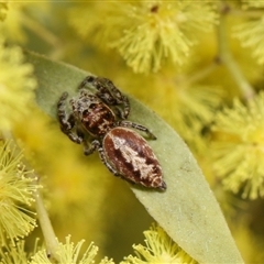 Opisthoncus serratofasciatus (Chevronned jumper) at Higgins, ACT - 10 Sep 2024 by AlisonMilton