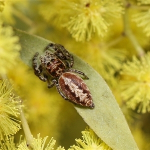 Opisthoncus serratofasciatus at Higgins, ACT - 10 Sep 2024