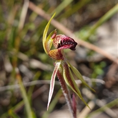 Caladenia actensis (Canberra Spider Orchid) by RobG1