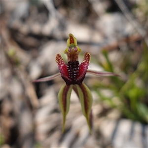 Caladenia actensis at suppressed - suppressed