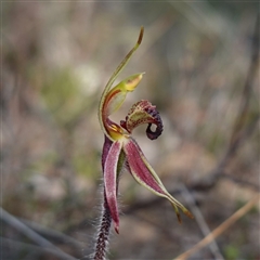 Caladenia actensis at suppressed - 10 Sep 2024