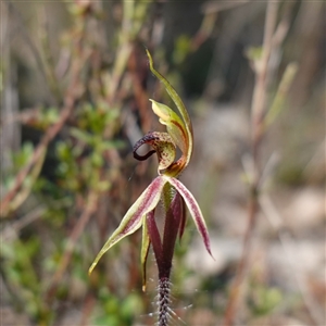 Caladenia actensis at suppressed - suppressed