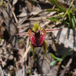 Caladenia actensis at suppressed - suppressed