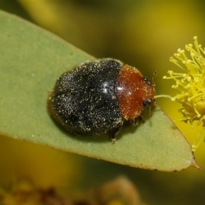 Cryptolaemus montrouzieri (Mealybug ladybird) at Higgins, ACT - 10 Sep 2024 by AlisonMilton