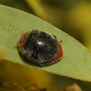 Cryptolaemus montrouzieri at Higgins, ACT - 10 Sep 2024 12:36 PM