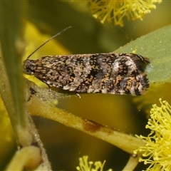 Isochorista panaeolana (A Tortricid moth) at Higgins, ACT - 10 Sep 2024 by AlisonMilton