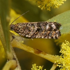 Isochorista panaeolana at Higgins, ACT - 10 Sep 2024 07:14 PM