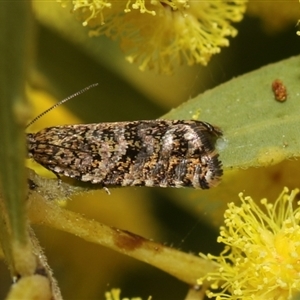 Isochorista panaeolana at Higgins, ACT - 10 Sep 2024 07:14 PM