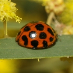 Harmonia conformis (Common Spotted Ladybird) at Higgins, ACT - 10 Sep 2024 by AlisonMilton