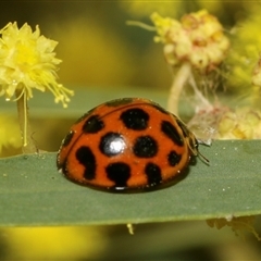 Harmonia conformis at Higgins, ACT - 10 Sep 2024 07:14 PM