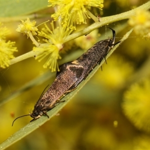 Leistomorpha brontoscopa at Higgins, ACT - 10 Sep 2024