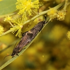 Leistomorpha brontoscopa at Higgins, ACT - 10 Sep 2024