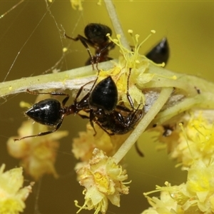 Crematogaster sp. (genus) at Higgins, ACT - 10 Sep 2024