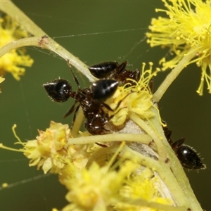 Crematogaster sp. (genus) at Higgins, ACT - 10 Sep 2024