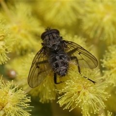 Muscidae (family) at Higgins, ACT - 10 Sep 2024 07:14 PM